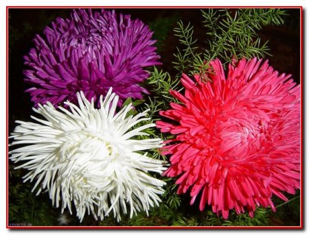 15 Красных Кустовых Астр