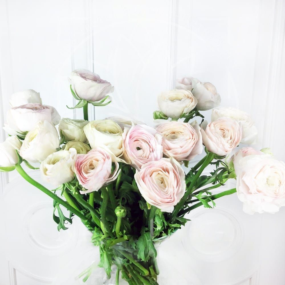 25 Белых Ранункулюсов